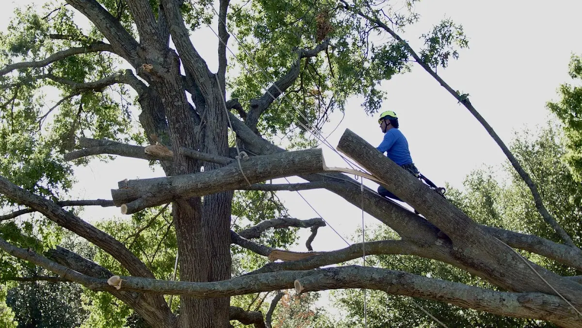 Professional Hazardous Tree Removal performed by certified arborists in Knox City