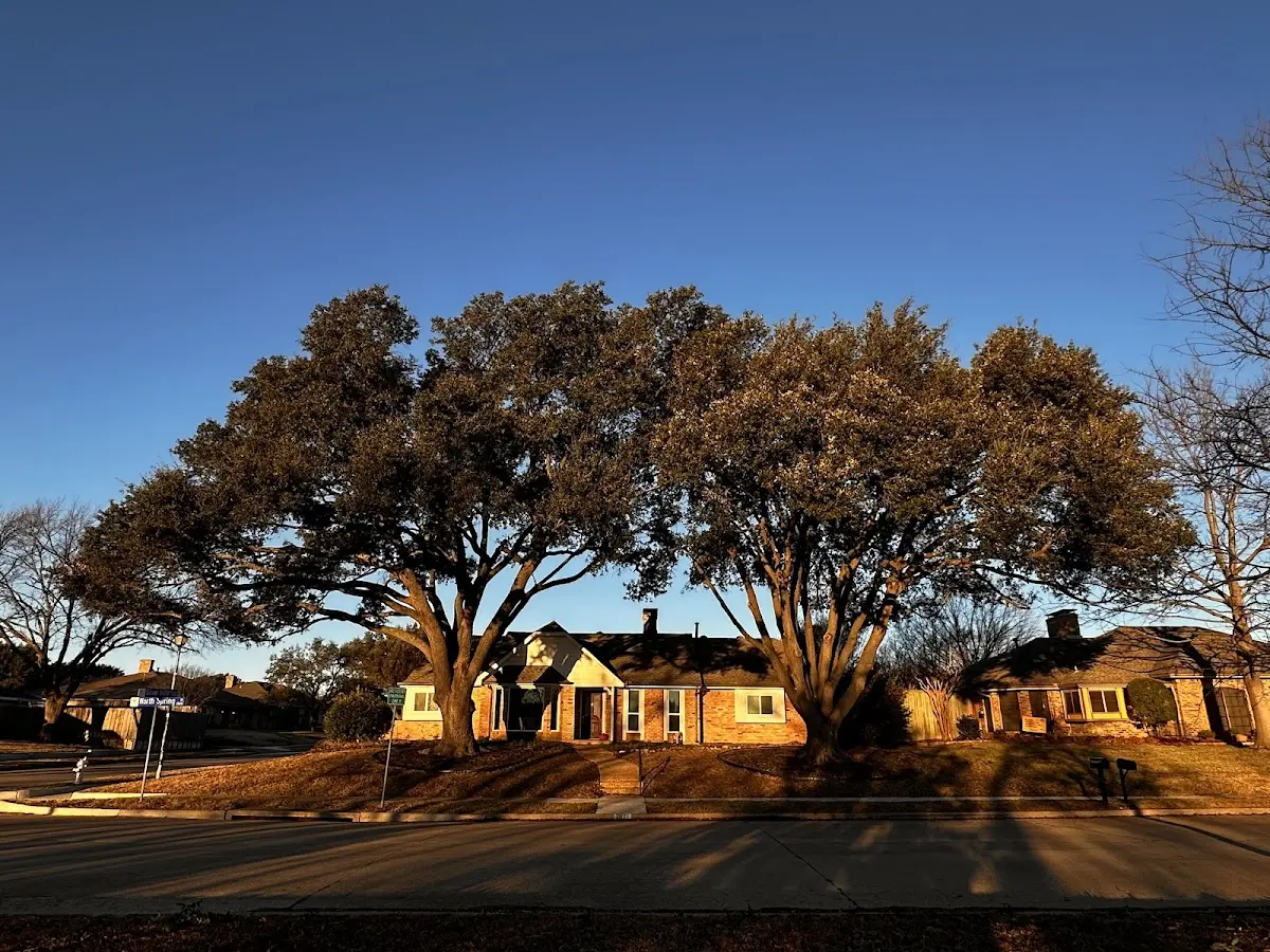 Established residential canopy tree shading a home in Knox City