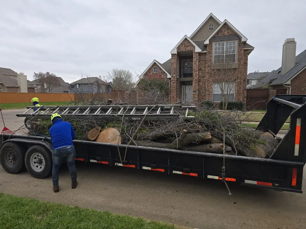 Expert Tree Removal with proper safety equipment in Knox City